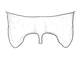   Anthidium paroselae  male, diagram showing dorsal view of seventh tergum (T7), diagram from Gonzalez and Griswold 2013 
